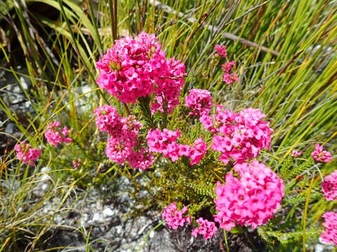 Image of Erica longiaristata Benth.