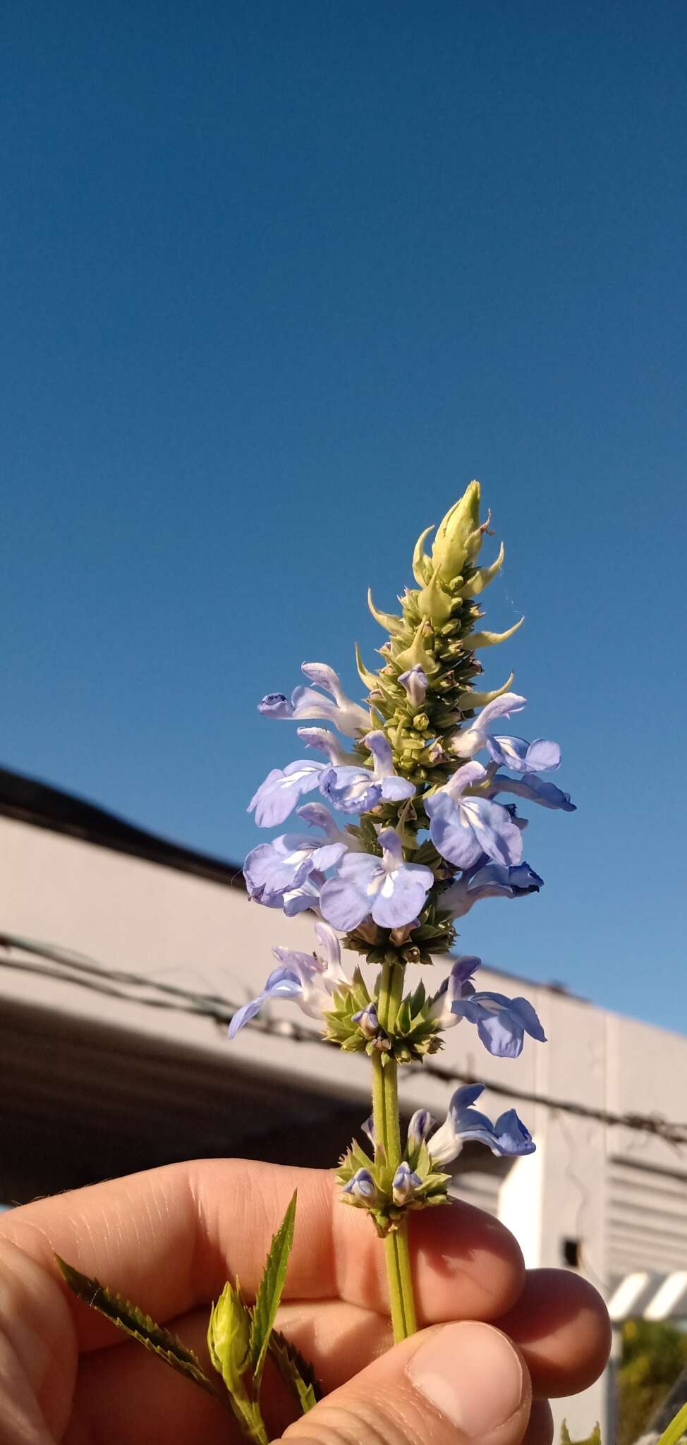 Imagem de Salvia uliginosa Benth.