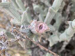 Image of Ruschia perfoliata (Mill.) Schwant.