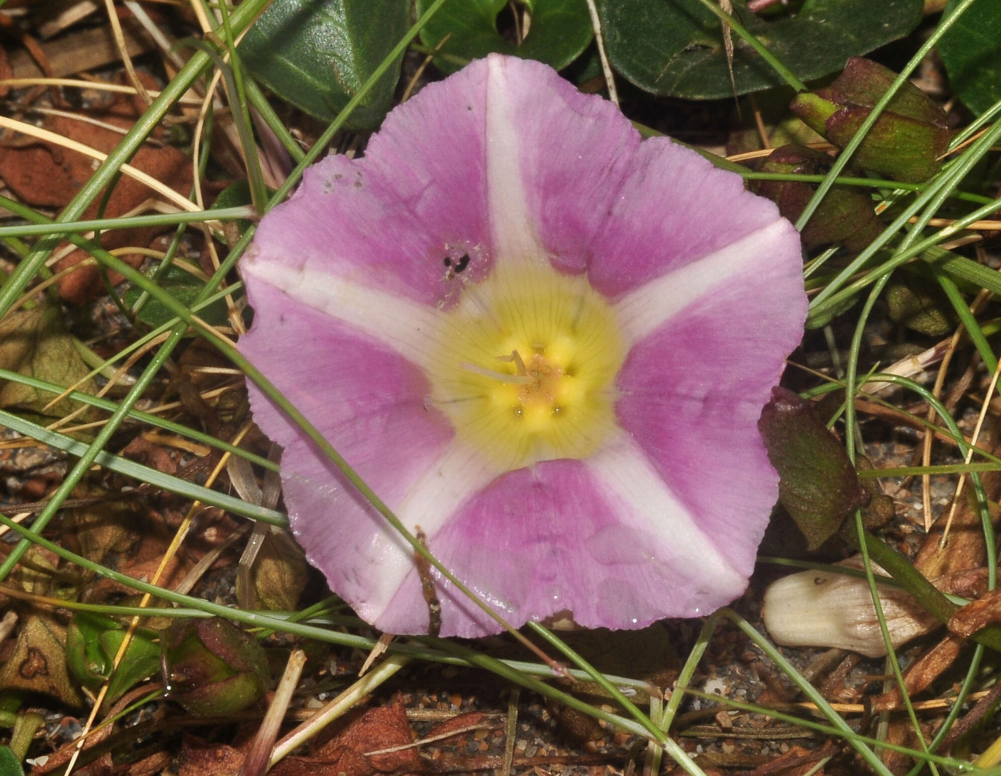 Plancia ëd Calystegia soldanella (L.) R. Br.