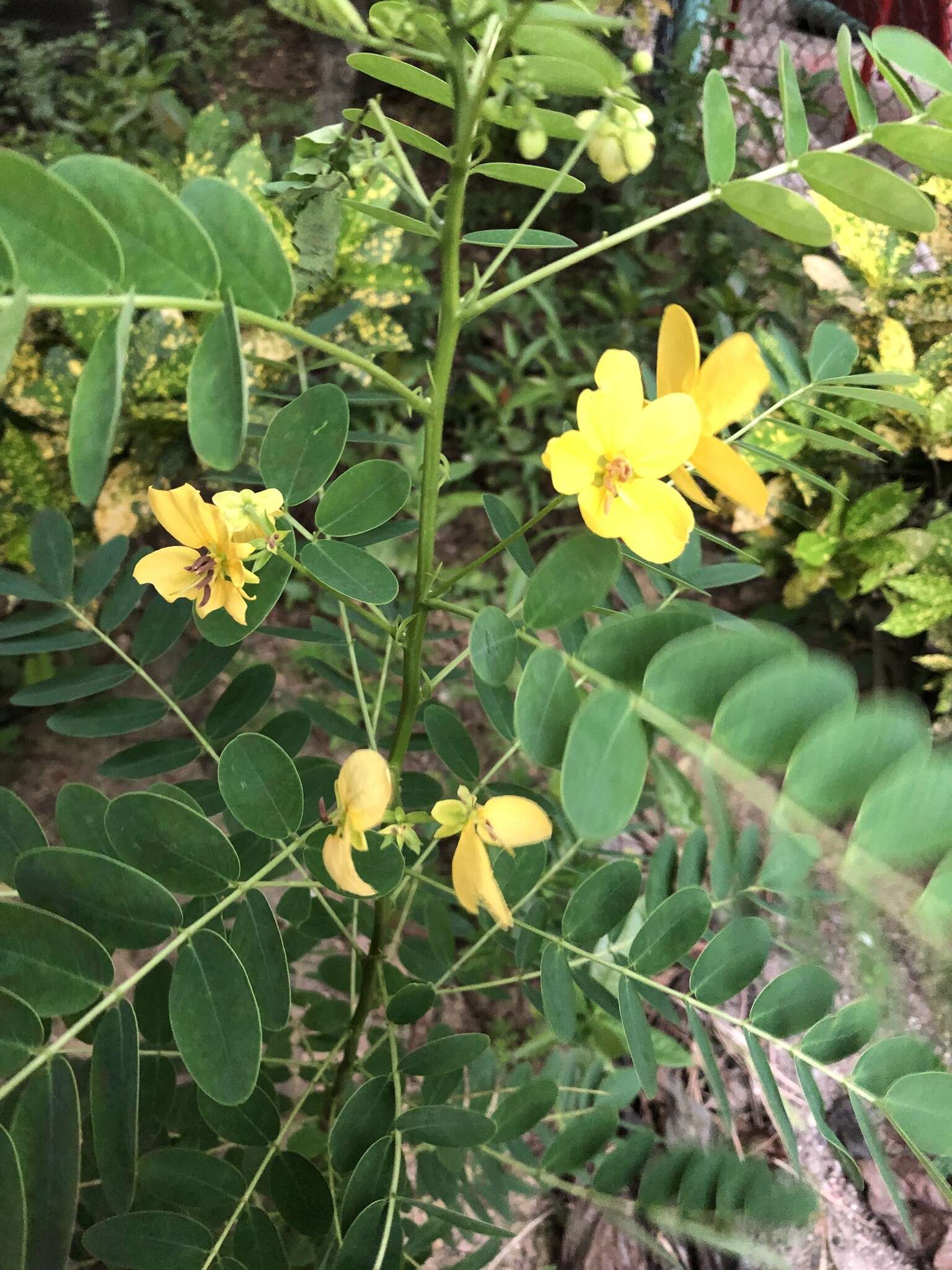 Senna surattensis (Burm. fil.) H. S. Irwin & Barneby resmi