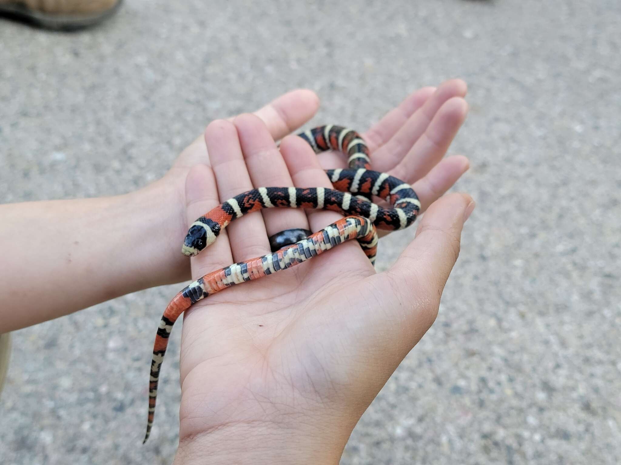 صورة Lampropeltis pyromelana infralabialis Tanner 1953