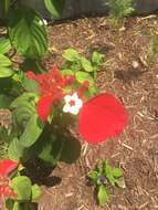 Image of red mussaenda