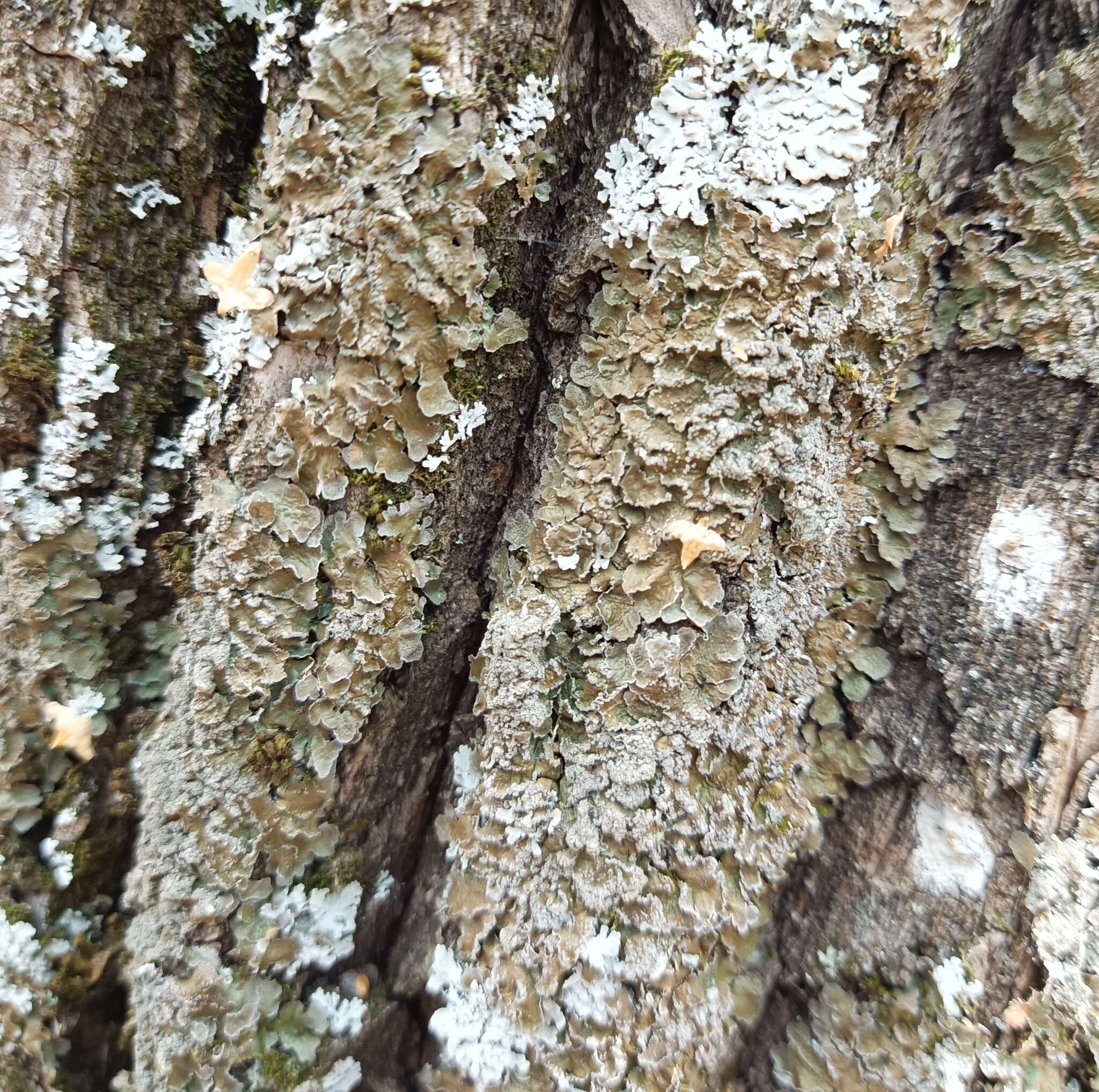 Image of melanelia lichen