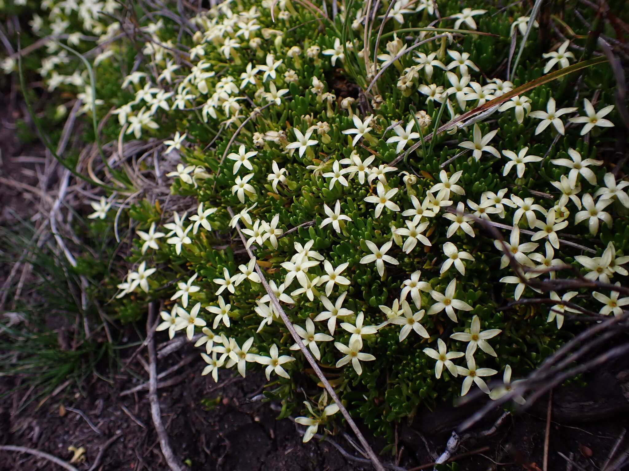 Image of Stackhousia pulvinaris F. Müll.