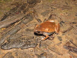 Image of Bleating Frogs