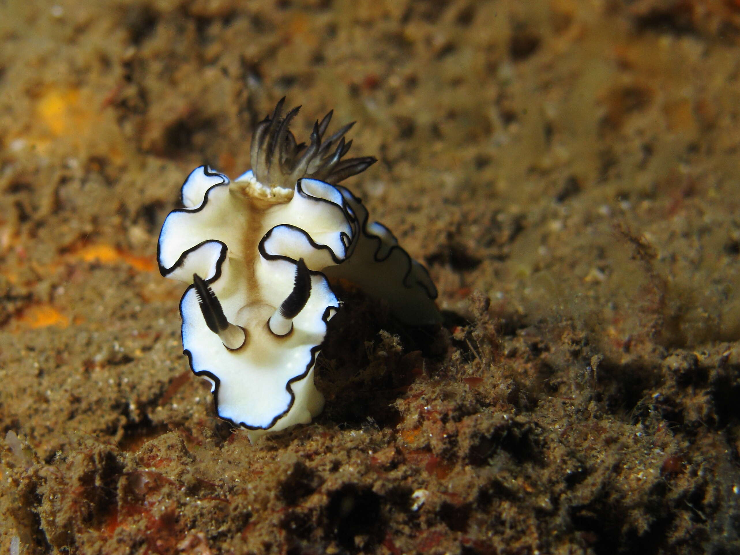 Image of Black margined slug