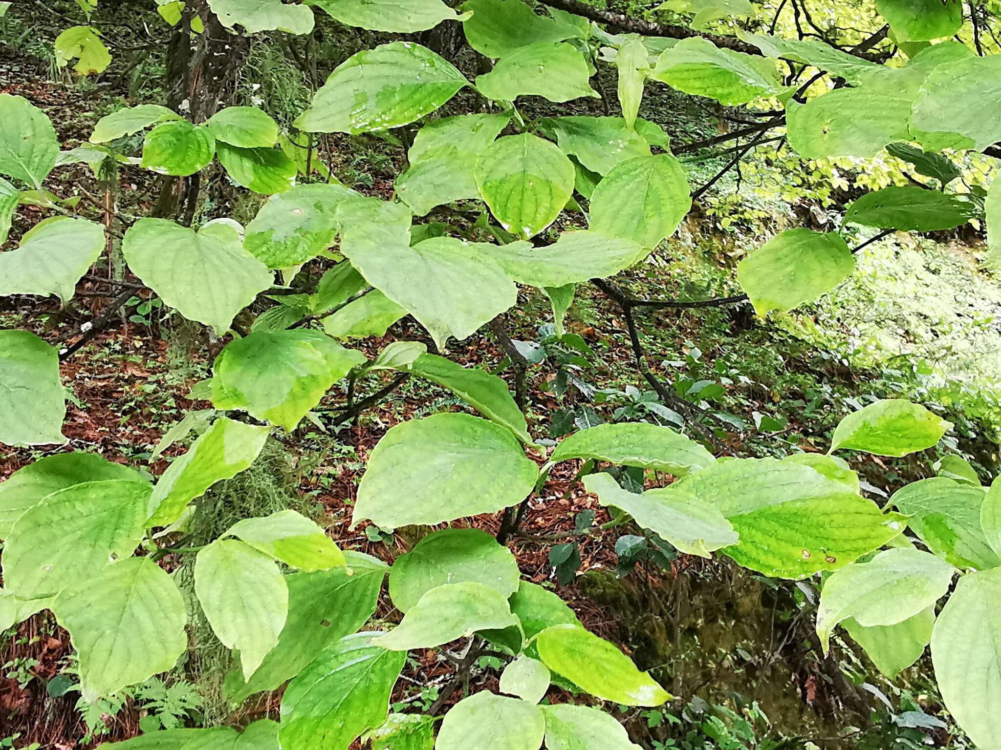 Image of Magic Dogwood