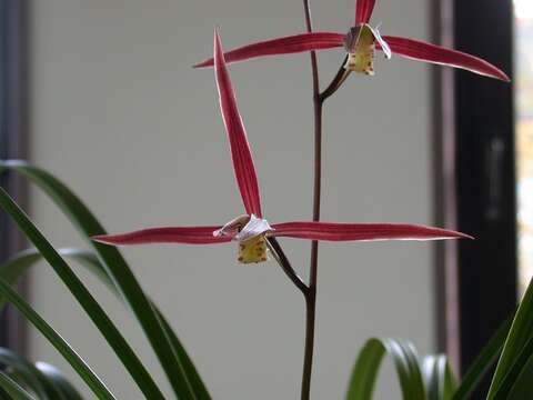 Image de Cymbidium kanran Makino