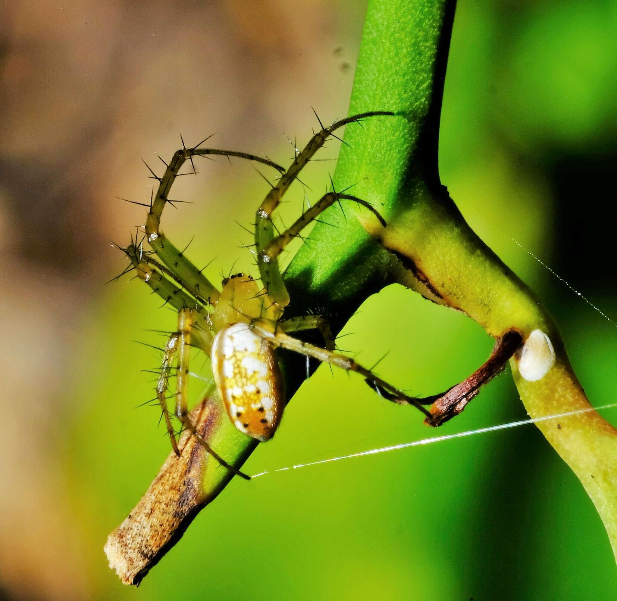 Sivun Mangora spiculata (Hentz 1847) kuva