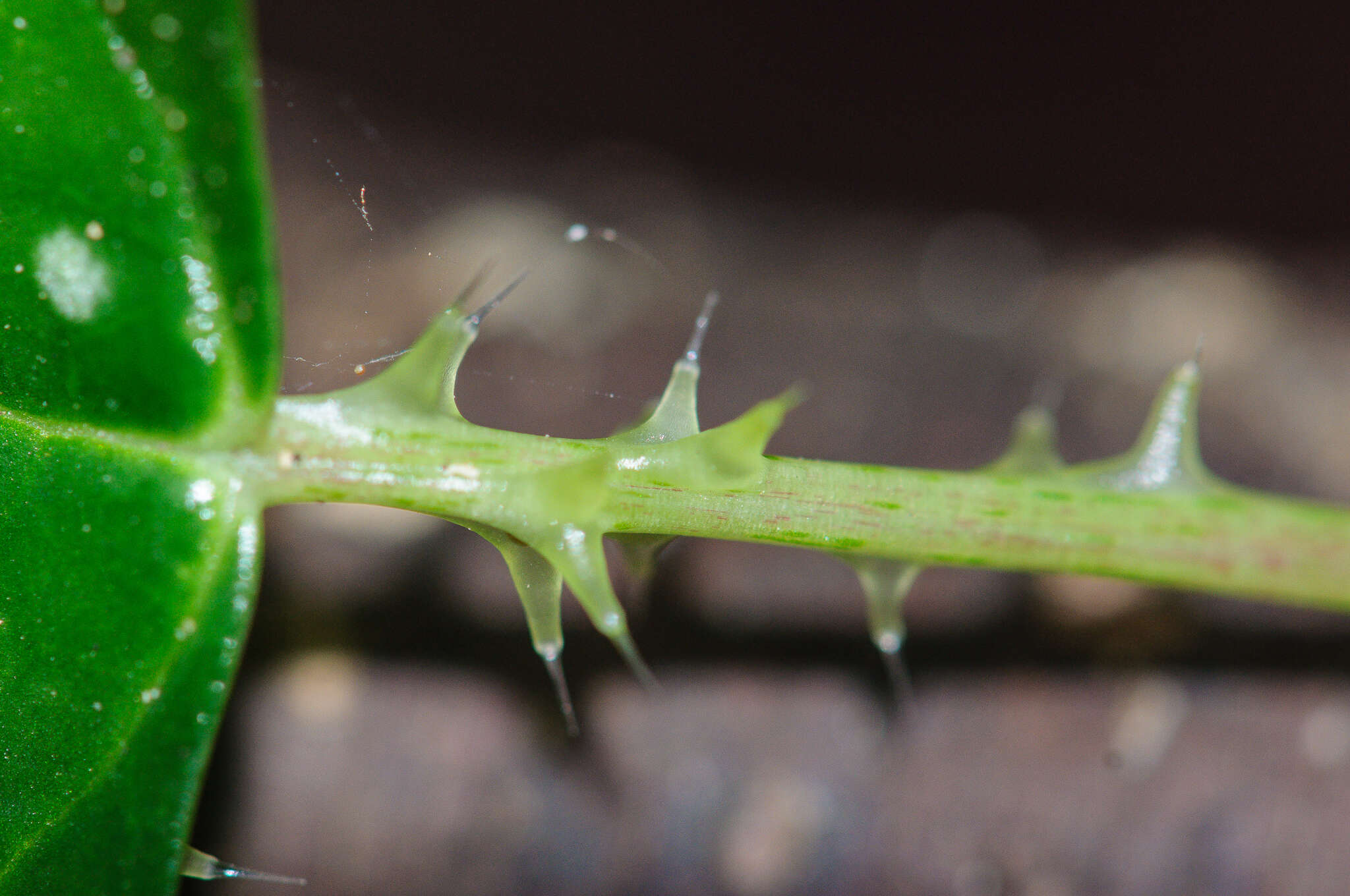 Image of Laportea grossa (E. Mey. ex Wedd.) Chew