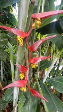 Image of Heliconia collinsiana var. collinsiana