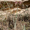 صورة Hippeastrum cybister (Herb.) Benth. ex Baker