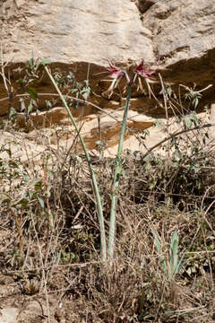 Image of Hippeastrum cybister (Herb.) Benth. ex Baker