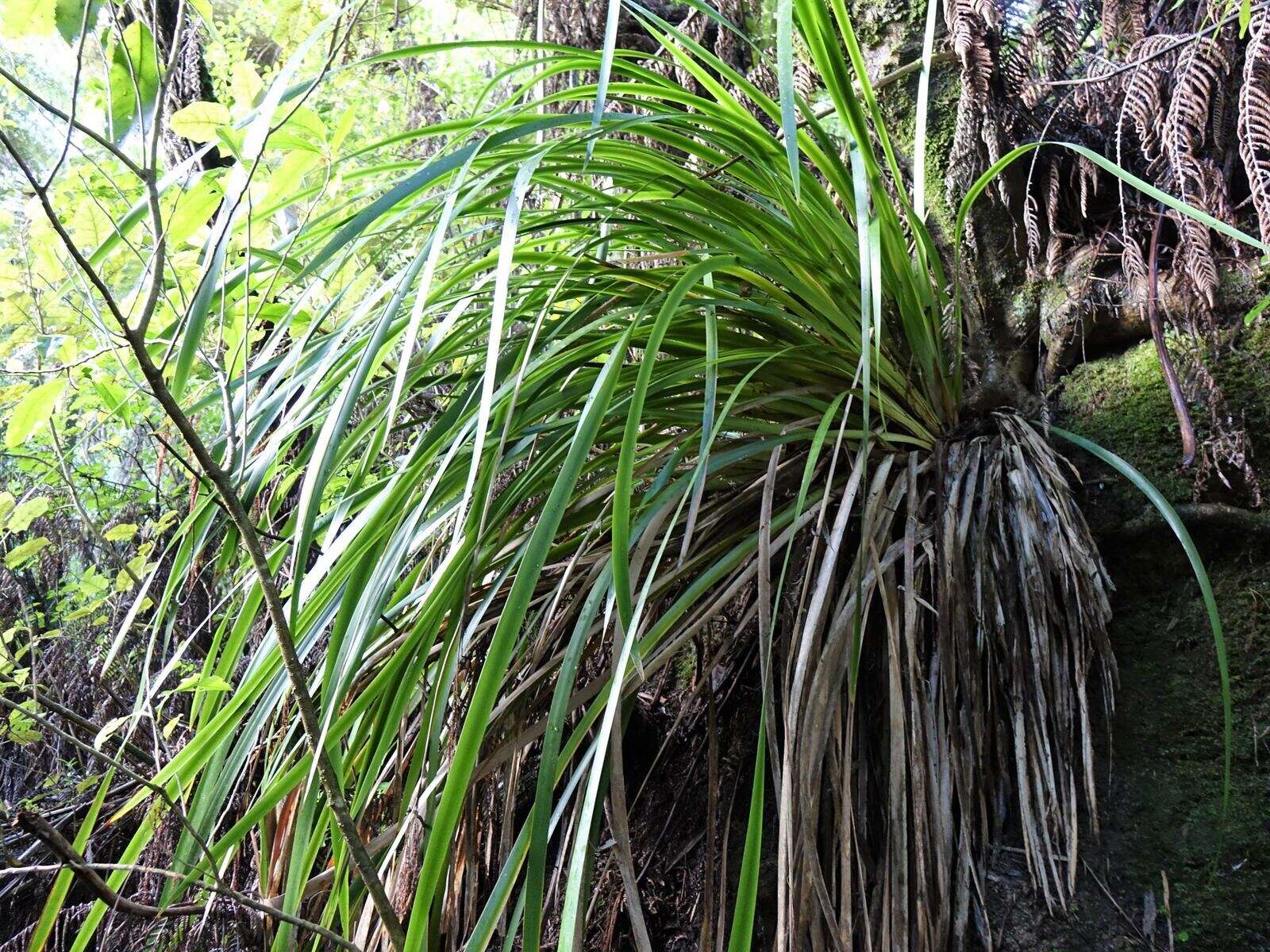 Image of Machaerina sinclairii (Hook. fil.) T. Koyama