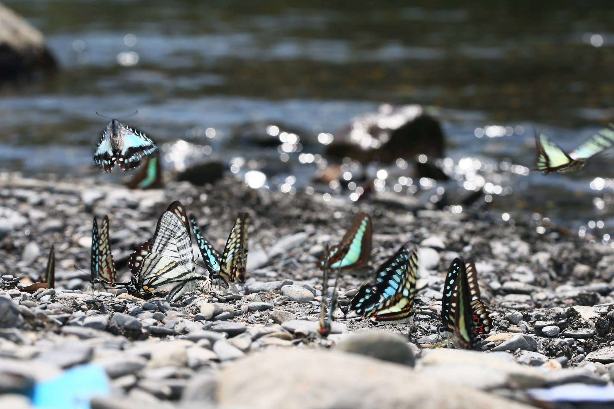 Image of <i>Graphium eurous asakurae</i>