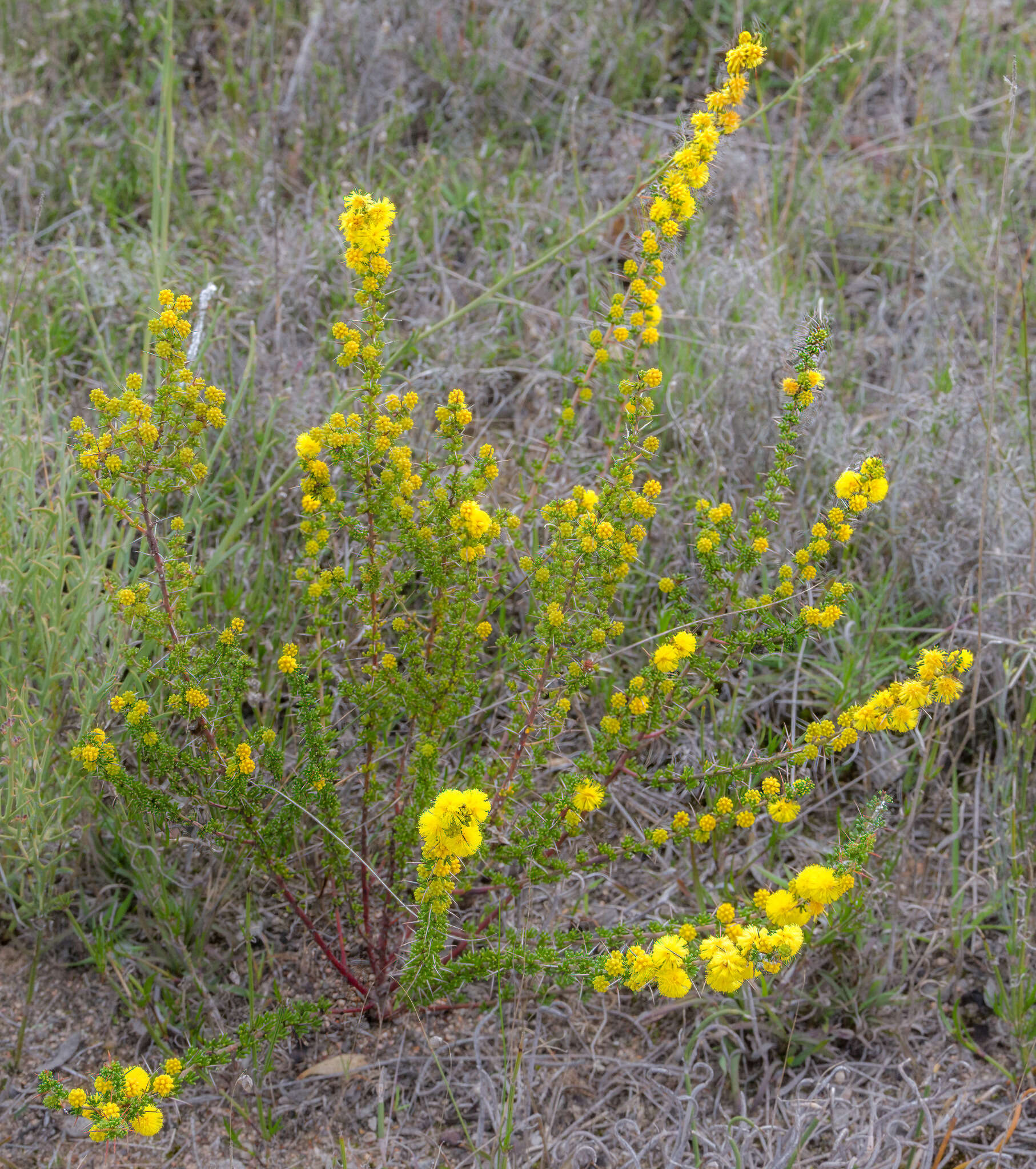 Image of Acacia lasiocarpa Benth.