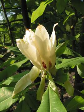 Image of Umbrella Magnolia