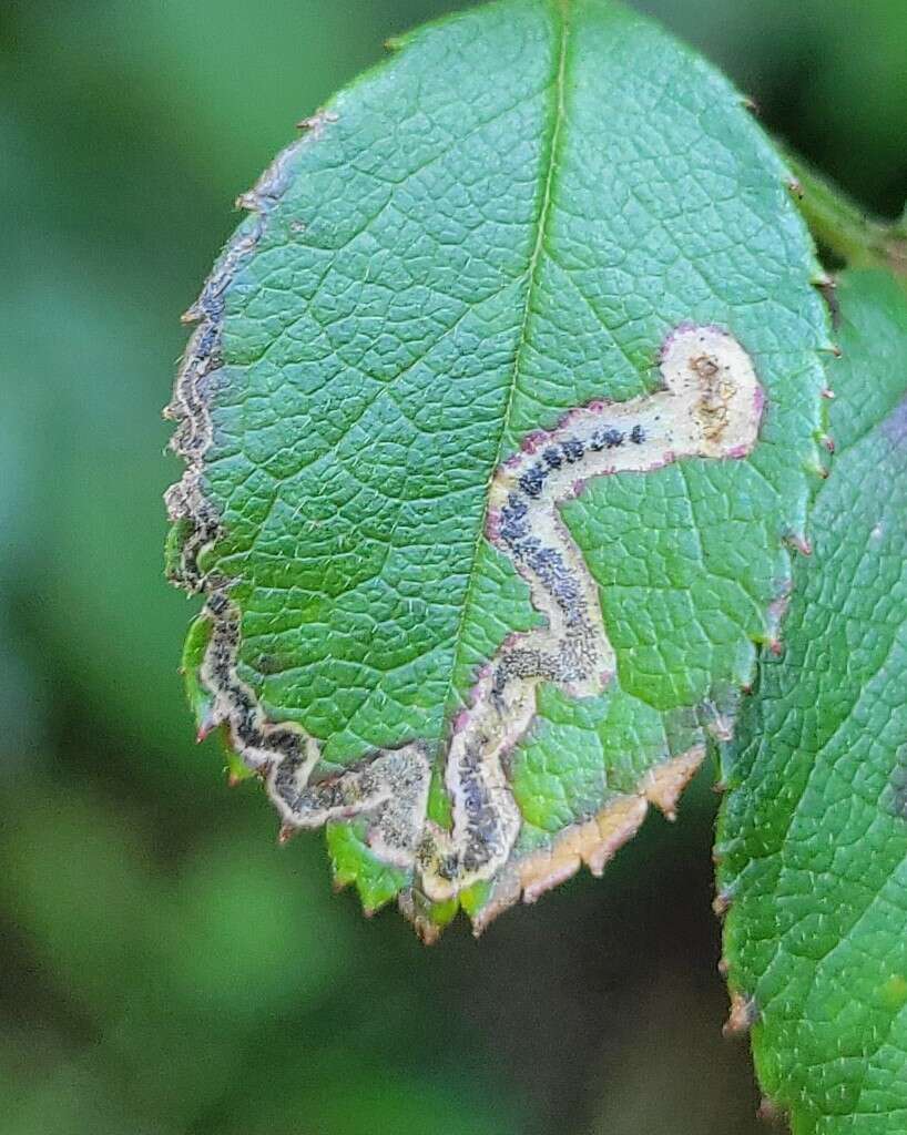 Image of Stigmella rosaefoliella (Clemens 1861) Wilkinson et al. 1979