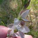 Imagem de Thelymitra longifolia J. R. Forst. & G. Forst.