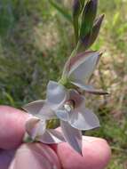 Image de Thelymitra longifolia J. R. Forst. & G. Forst.