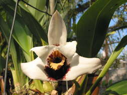 Image of Tiger orchids