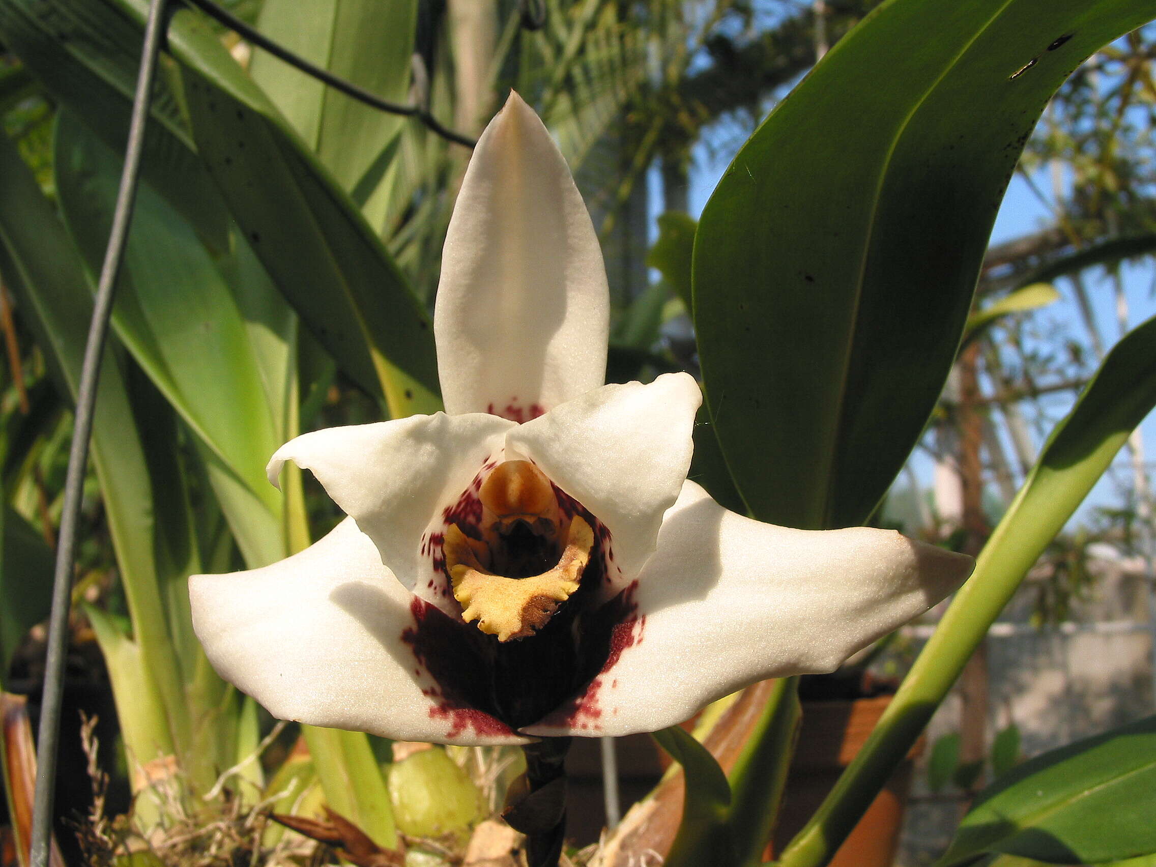 Image of Tiger orchids