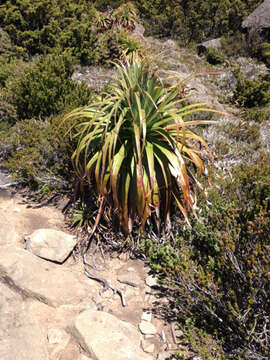 Sivun Richea pandanifolia Hook. fil. kuva