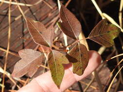 Image of Atlantic Poison Oak