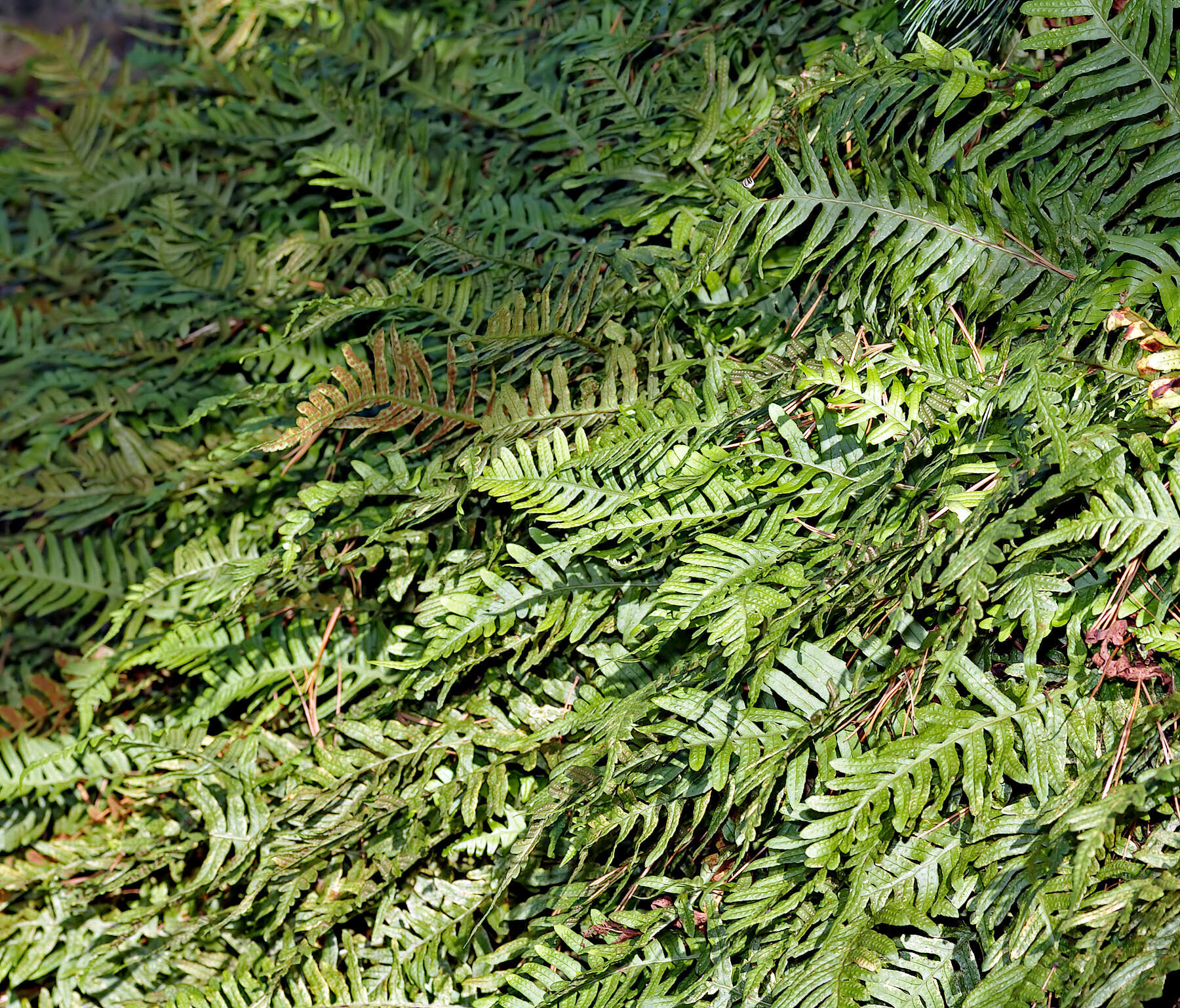 Image of common polypody