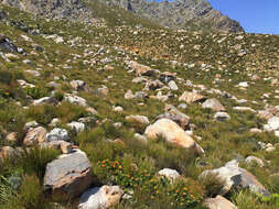 Image of Leucospermum oleifolium (P. J. Bergius) R. Br.