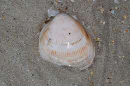 Image of Norway cockle