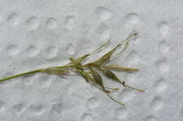 Image of Carex lectissima K. A. Ford