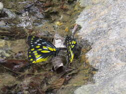 Image of hill jezebel