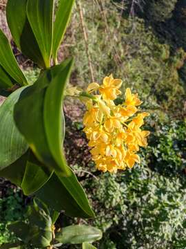 Image de Dendrobium densiflorum Lindl.