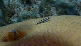 Image of Cleaner Goby