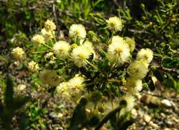 Imagem de Acacia aspera subsp. parviceps N. G. Walsh