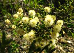 Image of Acacia aspera subsp. parviceps N. G. Walsh