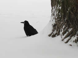 Imagem de Corvus frugilegus Linnaeus 1758