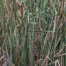 Imagem de Typha orientalis C. Presl