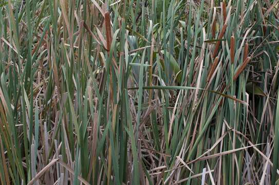 Image of Bullrush