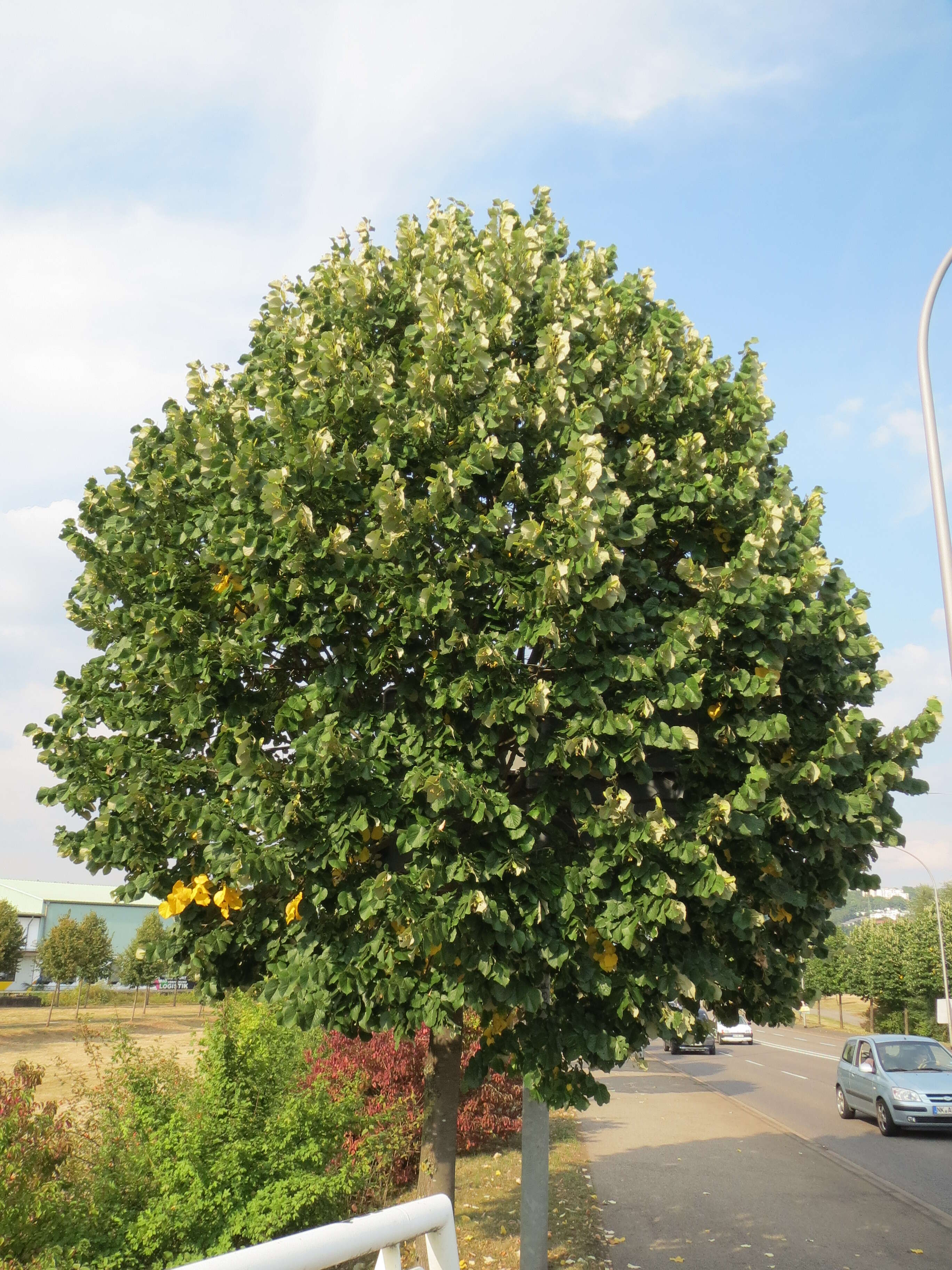 Image of Silver Lime