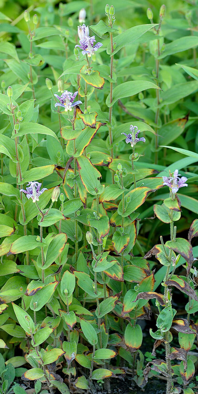 Image of toad lily