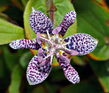 Image of toad lily