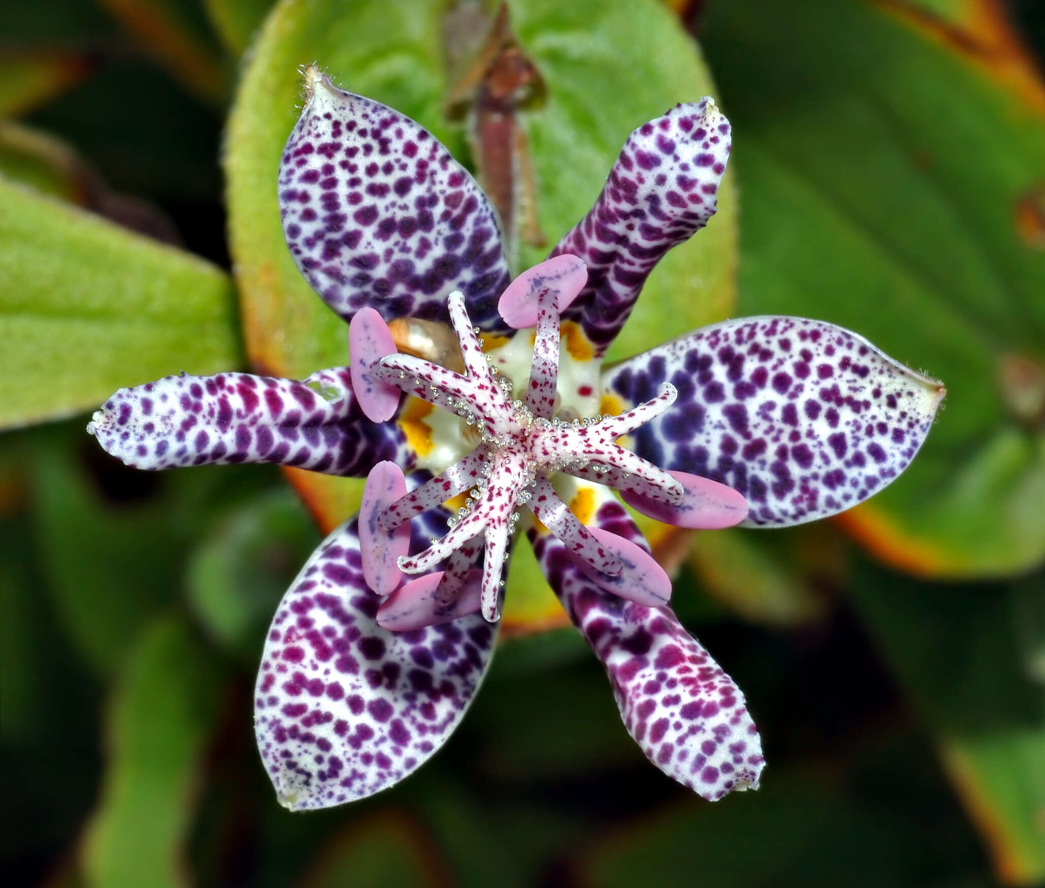 Image of toad lily