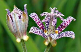 Image of toad lily