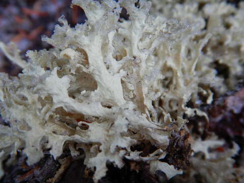 Image of Crinkled Snow Lichen