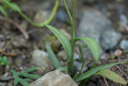 Imagem de Ophioglossum thermale Komarov