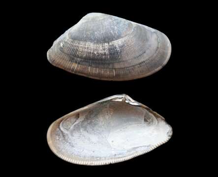 Image of Banded wedge shell