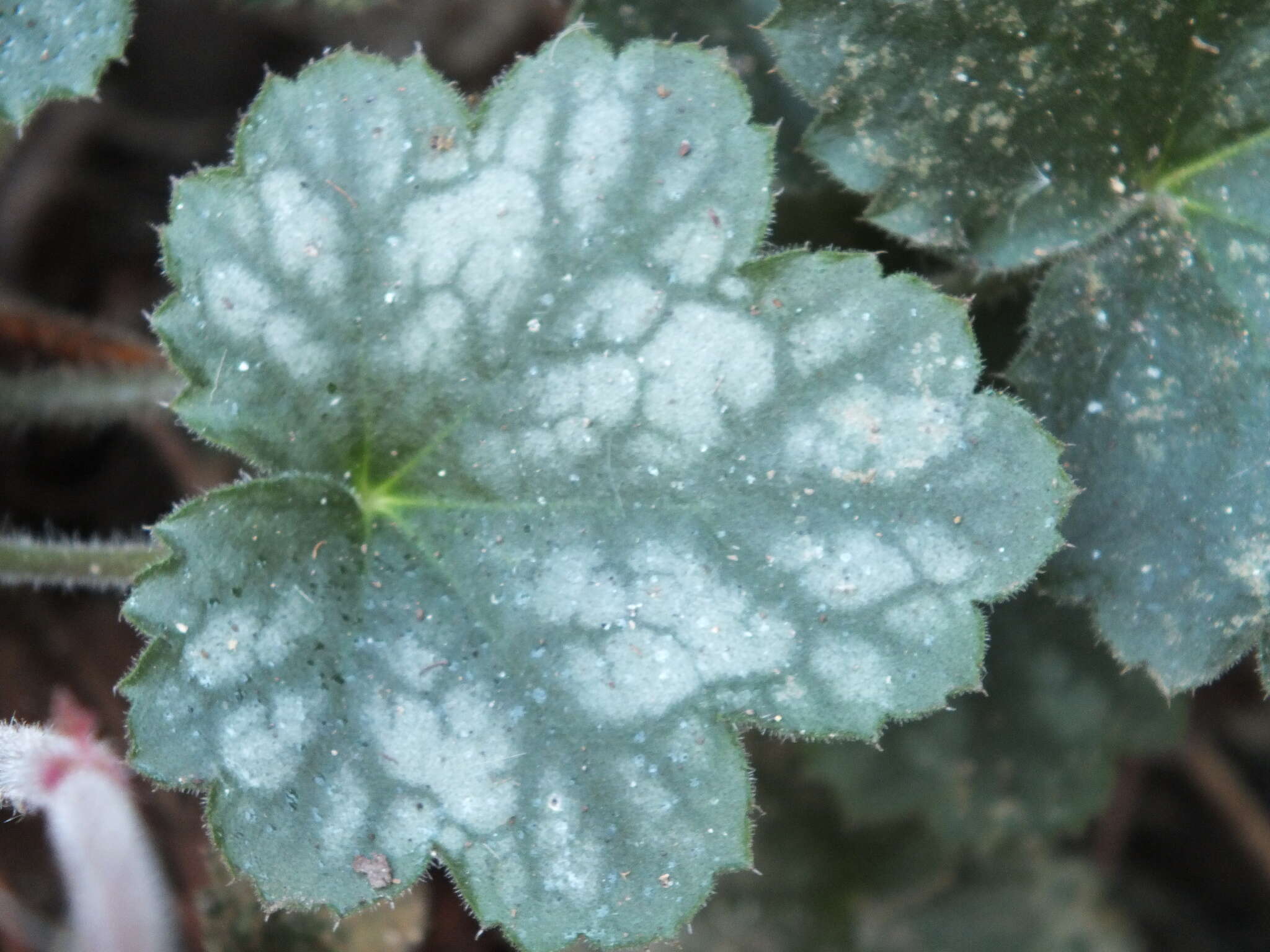 Image of coral bells